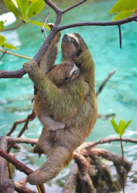 planet earth sloth clip